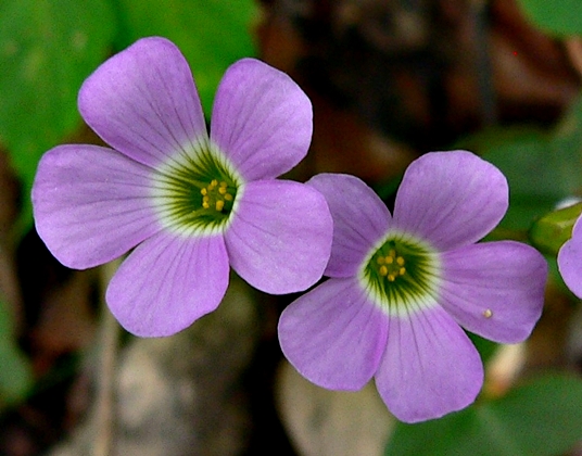 {Oxalis violacea}